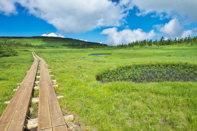 八幡平山頂自然探勝路