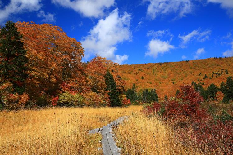 八幡平山頂自然探勝路