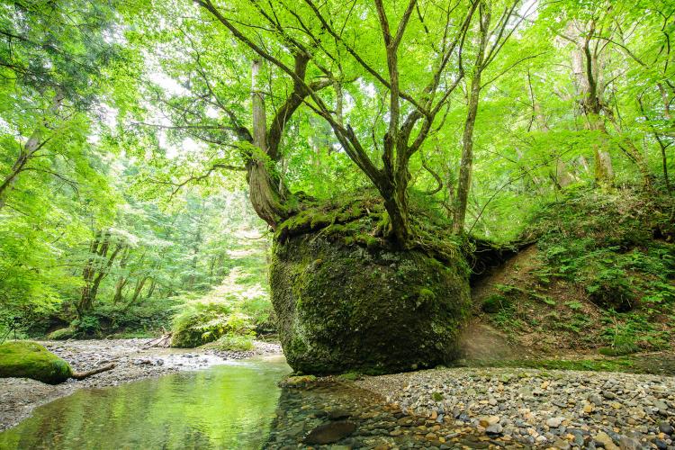 ネコバリ岩