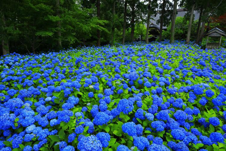 雲昌寺