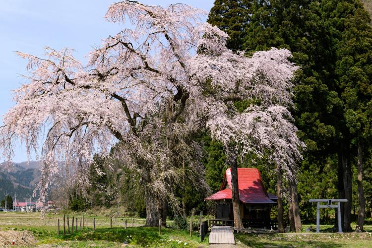 おしら様の枝垂れ桜