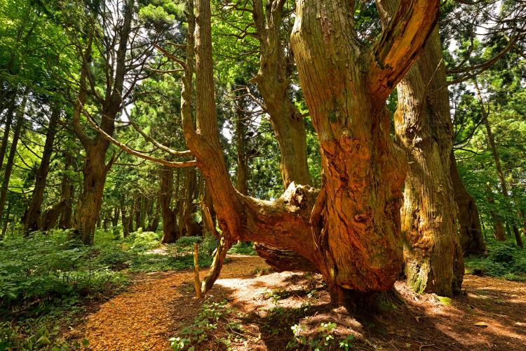 幻想の森(土湯杉)