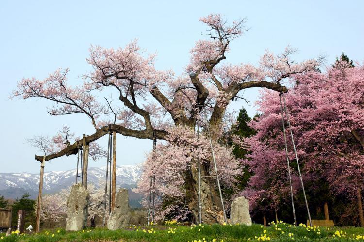 釜の越農村公園の桜