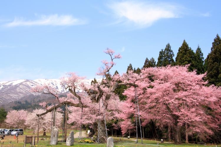 釜の越農村公園の桜