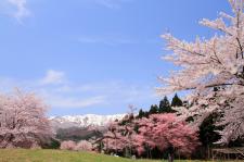 釜の越農村公園の桜