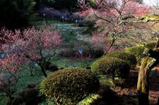 湯田川温泉 梅林公園