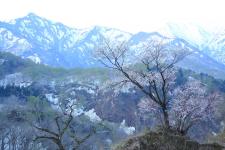 樽口峠の一本桜