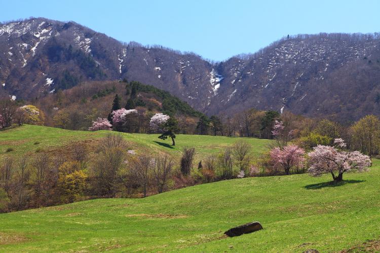 西蔵王放牧場の大山桜