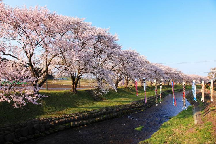 洗沢川の桜並木