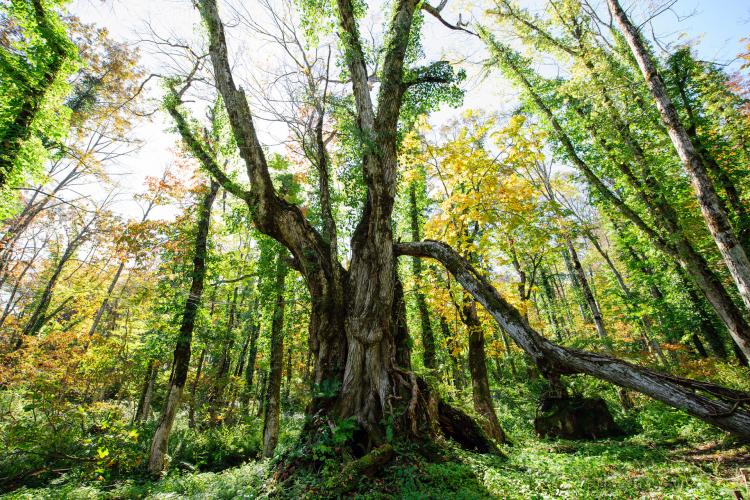 女甑の大カツラ