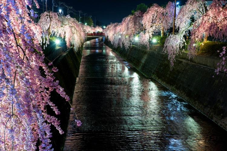 倉津川の桜