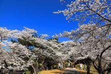 大山公園