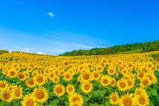 三ノ倉高原花畑