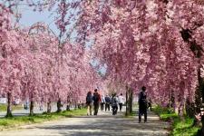 日中線の桜