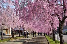日中線の桜