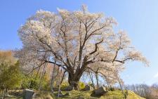 越代の桜