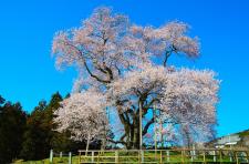 戸津辺の桜