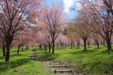桜峠