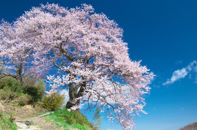 光岩寺の桜