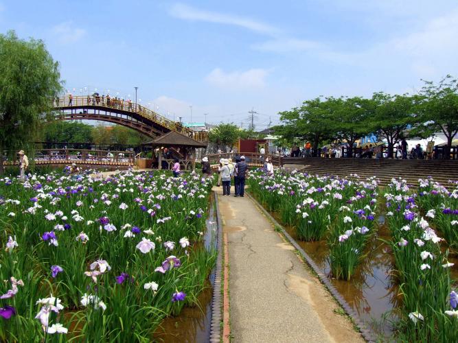 水郷潮来あやめ園