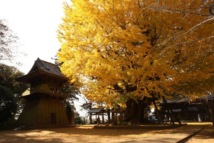 西蓮寺