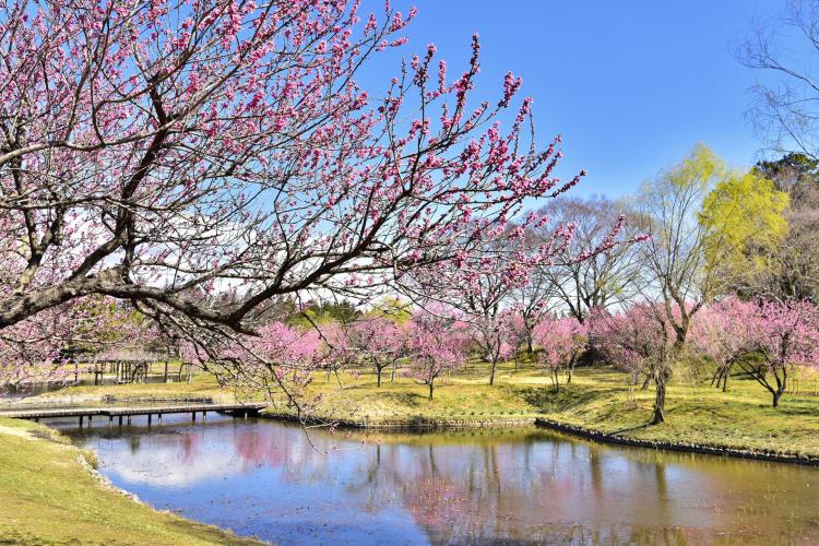 古河公方公園(古河総合公園)