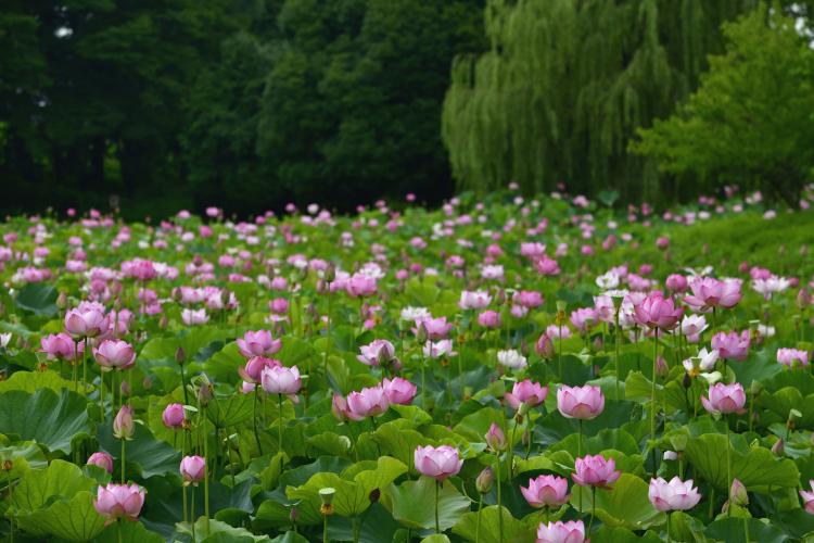 古河公方公園(古河総合公園)