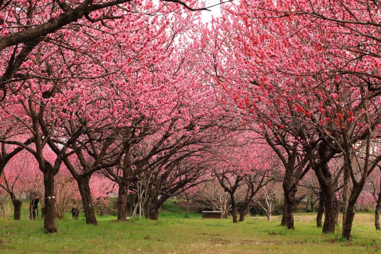 古河公方公園(古河総合公園)