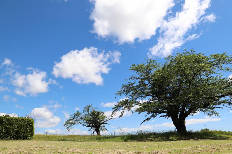 常陸国分尼寺跡
