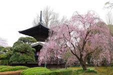 鑁阿寺