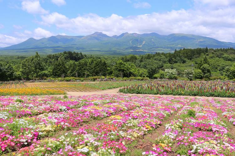 那須フラワーワールド