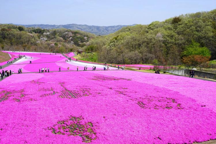 市貝町芝ざくら公園