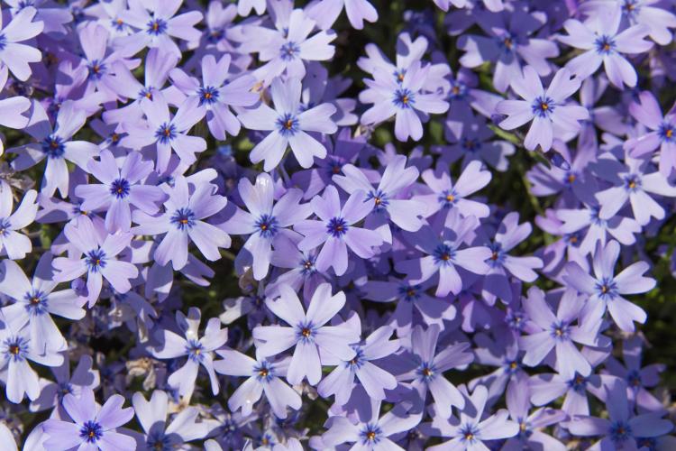 市貝町芝ざくら公園