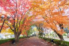 大山参道