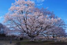 天平の丘公園
