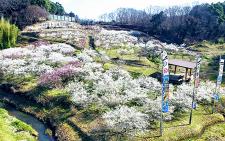 観音山梅の里梅園