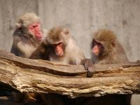 宇都宮動物園
