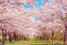赤城南面千本桜
