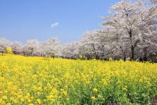 赤城南面千本桜