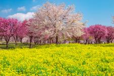 赤城南面千本桜
