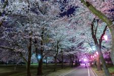 赤城南面千本桜