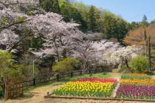 吾妻公園