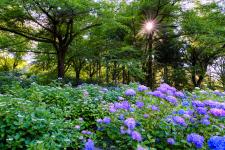 小野池あじさい公園