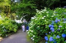 小野池あじさい公園