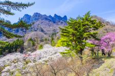 県立森林公園妙義山さくらの里