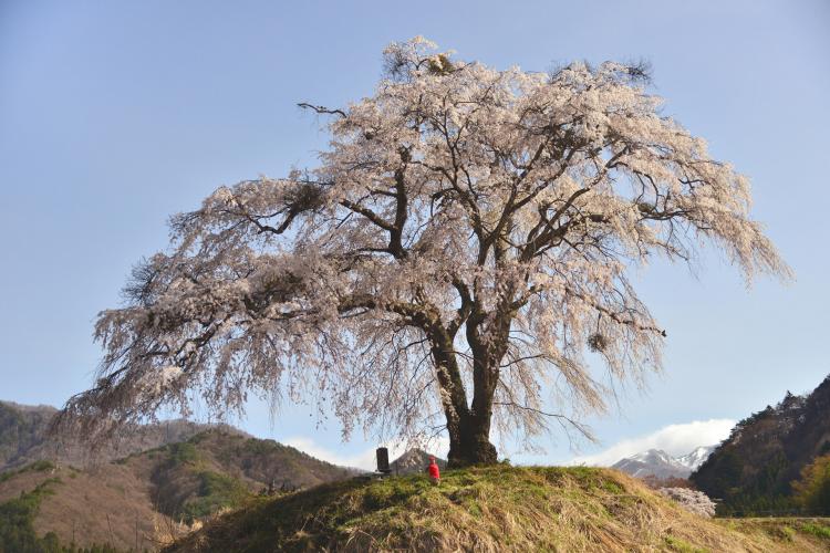 上発地の枝垂桜
