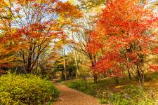 赤城自然園