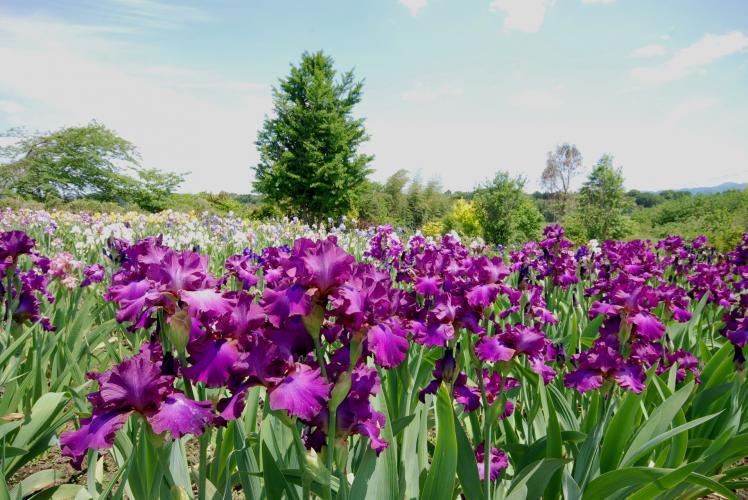 アイリスの丘