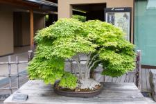 大宮盆栽村（大宮盆栽美術館）