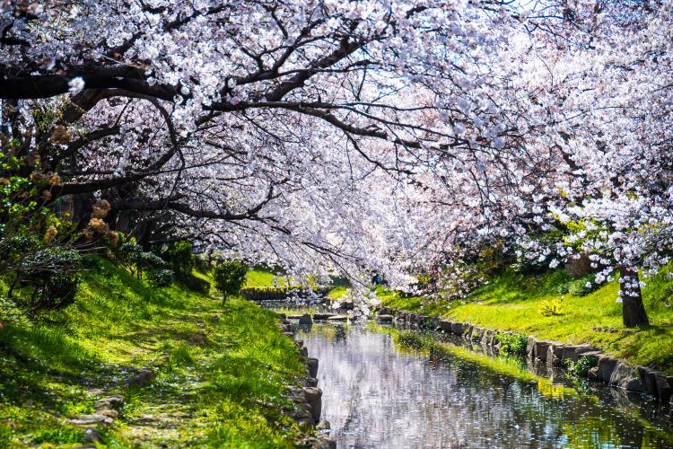 元荒川の桜並木 ドライブコンサルタント 元荒川の桜並木 ドライブコンサルタント